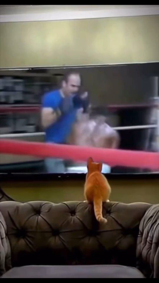 20__kingbar__04 в LOOKY. #cat,#cats,#catsofinstagram,#catstagram,#caturday,#catlover,#catlovers,#catloversclub,#catlove,#catoftheday,#meow,#bestmeow,#kitty,#kittycat,#kittylove,#catsagram⁣,#catlife,#catlove,#cutecat,#cutecats,#catinstagram,#cats_of_instagram,#ilovemycat,#catsofig,#cats_of_world,#kittensofinstagram,#kitties,#kucing,#kucinglucu,#neko. ☹️ Curiosity got the...
