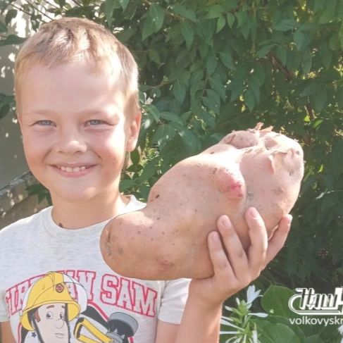 semak_2000 в LOOKY. . Снимок картофеля-рек...