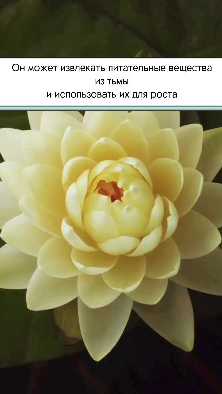 laskin.aleks в LOOKY. #психология,#духовность,#психотерапия,#душа,#любовь,#алхимия,#психотерапевт,#отношения,#психологияотношений,#пробуждение,#саморазвитие,#психотерапевтонлайн,#травма,#психотерапияотношений,#психотерапияонлайн,#самопознание,#работастенью,#исцеление,#внутренняяработа. МЕТАФОРА ЛОТОСА В РА...