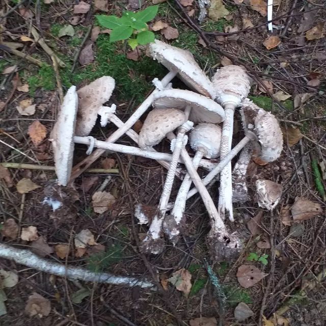 bukhvalovaevgeniia в LOOKY. . Зонтики в кляре.