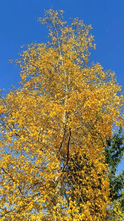Көмүс күһүн бүтэһик күннэрэ🍂🍁🍂сэбирдэх үҥкүүтэ...
