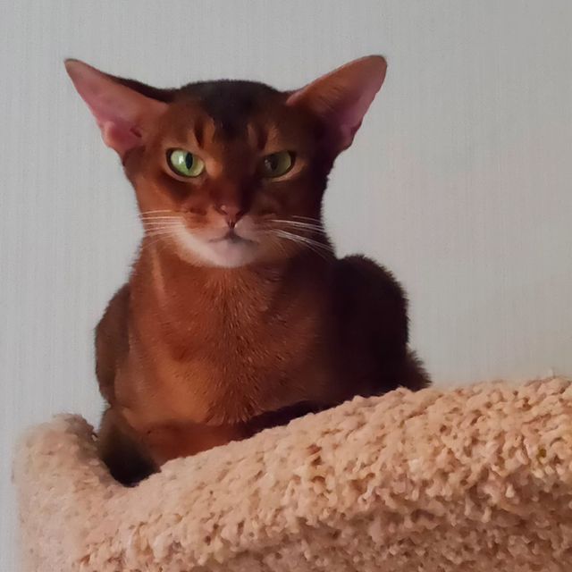 negaladydi в LOOKY. #абиссинскаякошка,#котятаизпитомника,#питомникабиссинскихкотят,#абиссинскиймир,#абиссинскаяжизньнавсегда#abyssinian#суперабиссины#abyssinianthebest,#унасабиссинскиекотятадлявас,#абиссинскиекотята,#абиссинскаяпорода,#дляценителейабиссинов,#лучшиеабиссинскиекотята#абиссинскиекотятамосква#мирабиссинов,#жилибылиабиссинскиекотята. #абиссинскаякошка #к...
