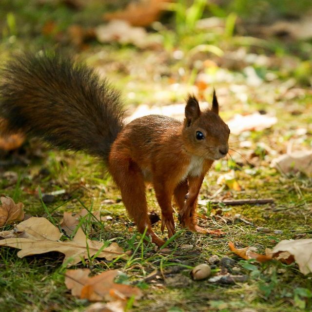 olegrammy в LOOKY. #белка,#squirrel. #белка #squirrel