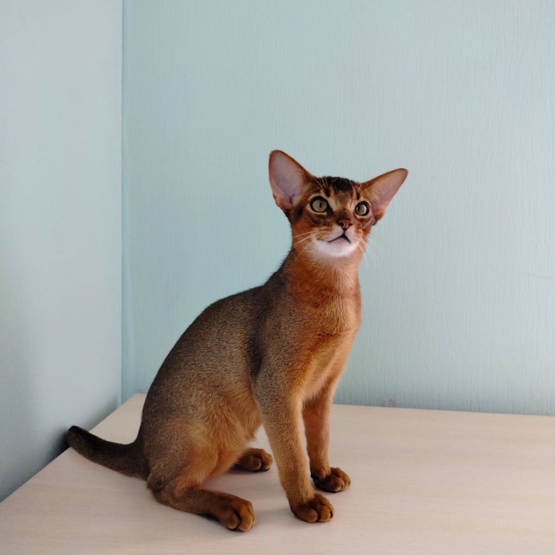 abyssiniancats_dreamariz в LOOKY — фото 2