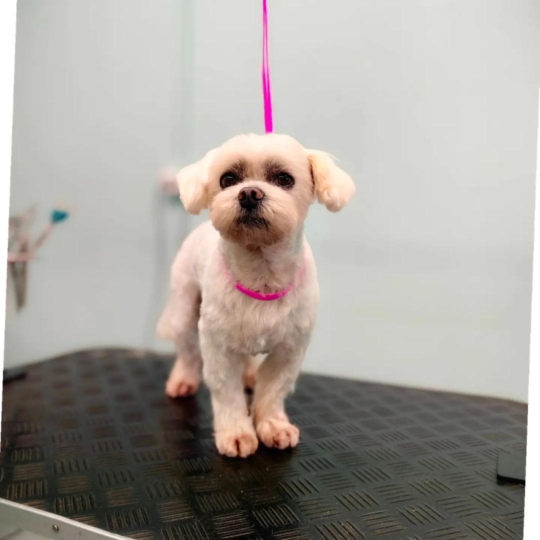 ourgroomingsalon в LOOKY — фото 2