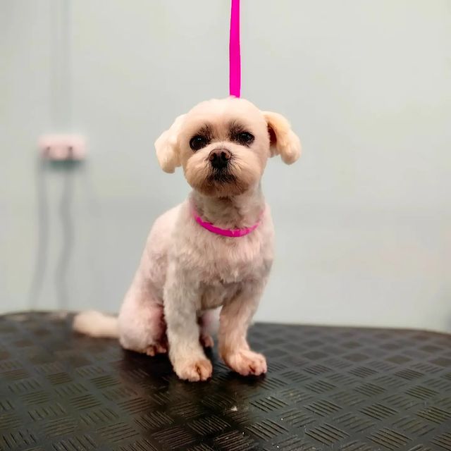 ourgroomingsalon в LOOKY. #мальтезе,#груминг,#грумингмальтезе,#стрижкасобак,#мальтезе,#петгруминг,#петстрижка,#грумингспб. Груминг для Альберта...