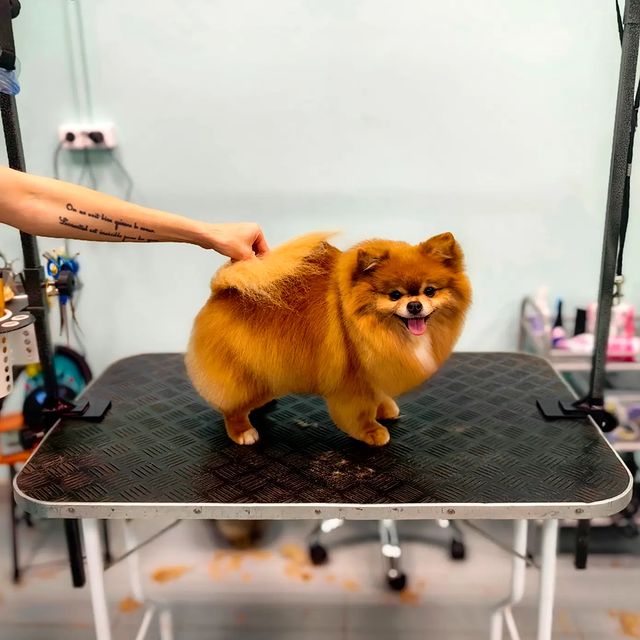 ourgroomingsalon в LOOKY. #шпиц,#груминг,#грумингшпица,#шпиц,#малыйшпиц,#грумингспб,#стрижкасобак,#петгруминг,#петстрижка,#petstylist,#spitzdog. Груминг для Персика ...