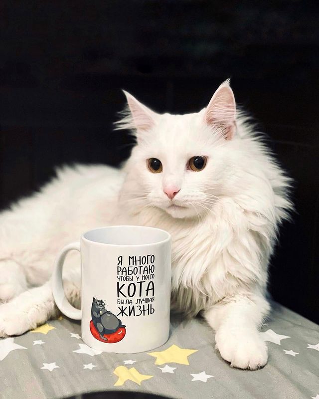 777_my_love_garden_777 в LOOKY. #безкотаижизньнета,#котикинаркотики,#котозависимость,#catlover,#спасибо,#catoftheday,#catofig,#catlife,#любимыекотики. Добрый день! Очень б...