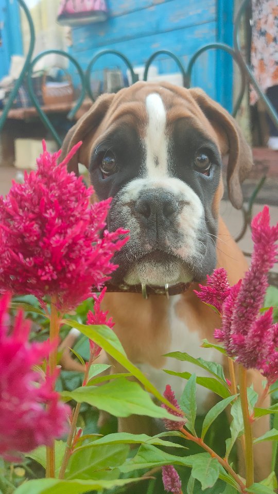 boxer_tyson_dog в LOOKY. . null