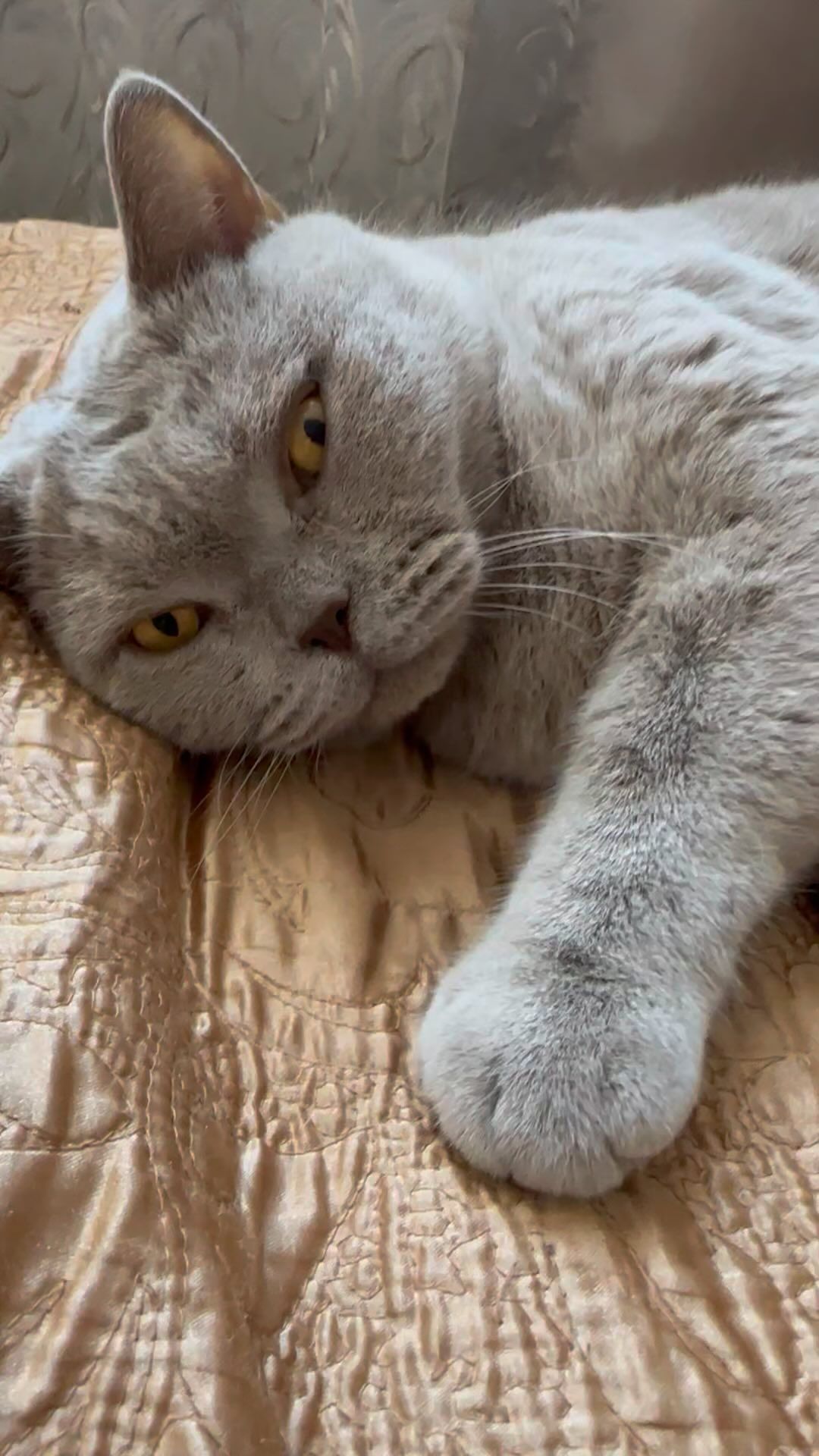 adorable_anya в LOOKY. . Будочка моя 😍