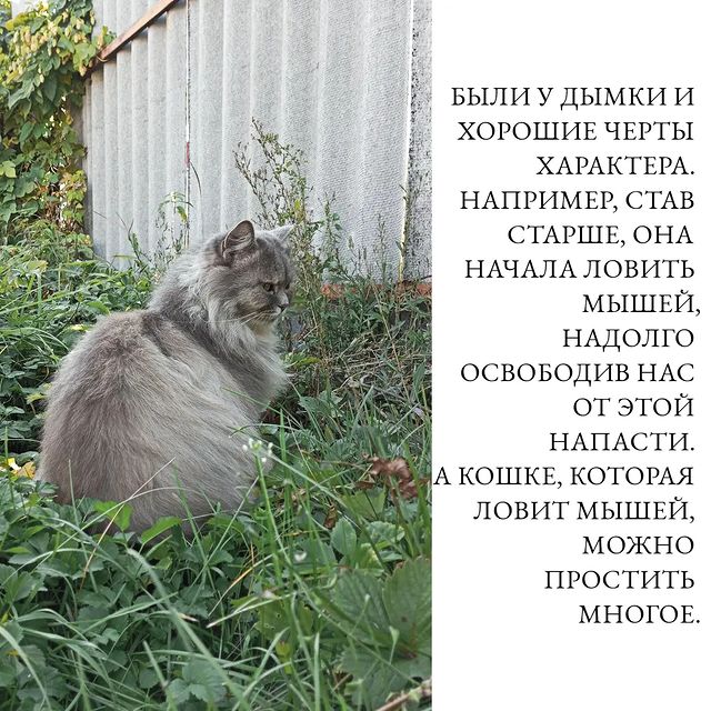 nate.tale в LOOKY. #кошка,#природа,#проза,#творчество,#литература. Больше моих произвед...