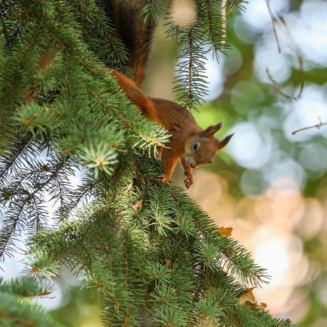 olegrammy в LOOKY — #squirrel