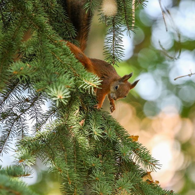 olegrammy в LOOKY. #squirrel. #squirrel