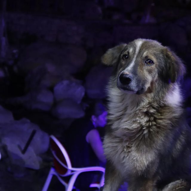 elfallahimohammed в LOOKY. #dog,#motivation,#model,#love. Be friendly and ever...