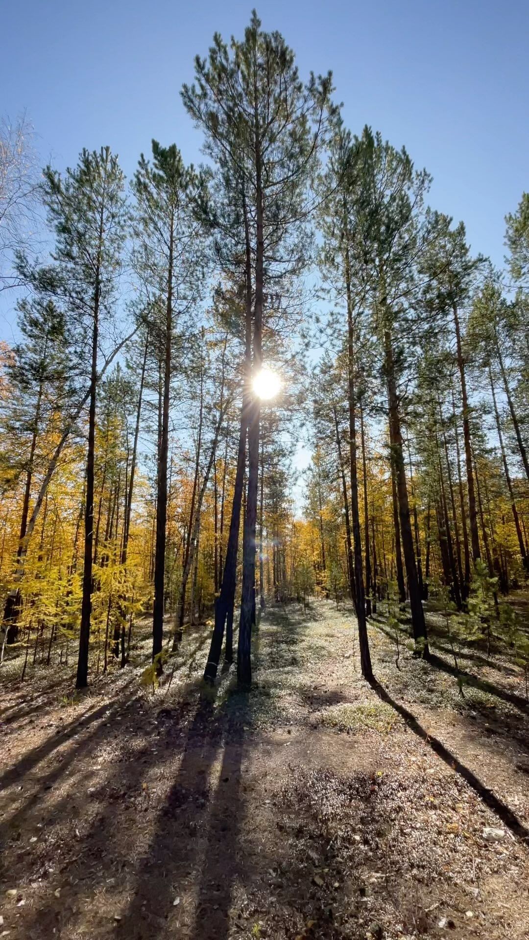 sv_svetik.vs в LOOKY. . 🍂🍁🍂🍁🍂🍁🍂🍁🍂