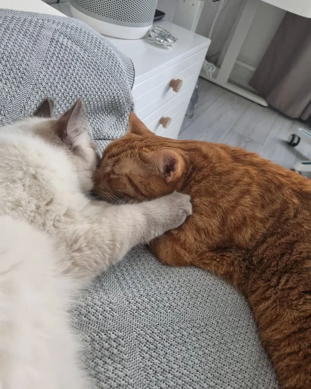 happymarsik в LOOKY. #марселькаимаркуша,#котолучикидобра,#марселькаидизель,#котикилучшелюдей,#котикобормотик,#котикинаркотики,#котикиобжорики,#котозависимость,#рыжеесолнышко,#рыжеесчастье,#рыжулька,#рыжуля,#невскиймаскарадныйкотюня. Привет,  наши любимы...