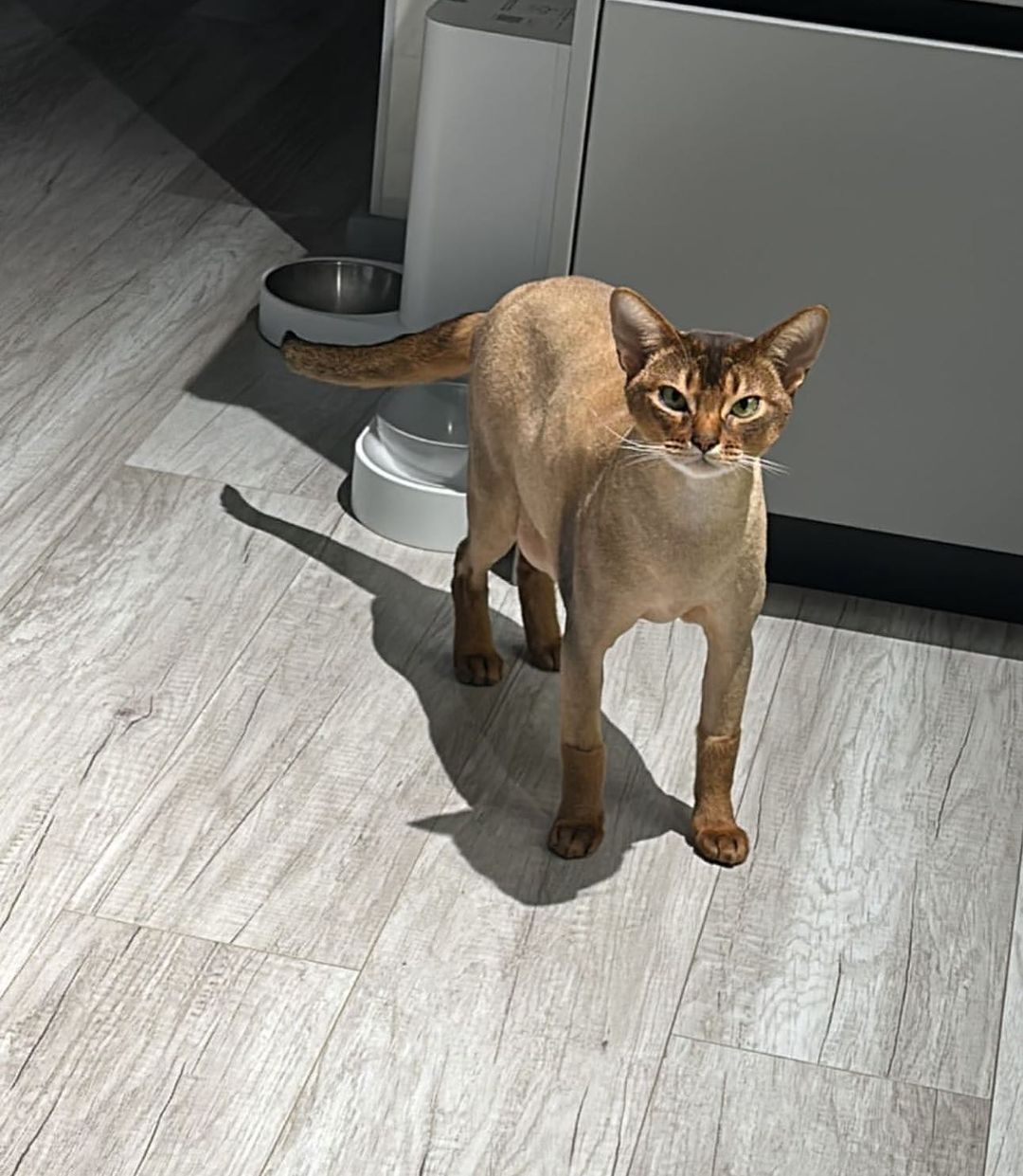 kosmo_milaa in LOOKY. . Жрать че будет , а?!