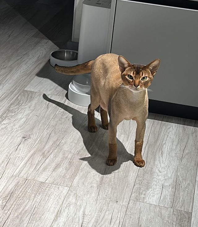 kosmo_milaa в LOOKY. . Жрать че будет , а?!