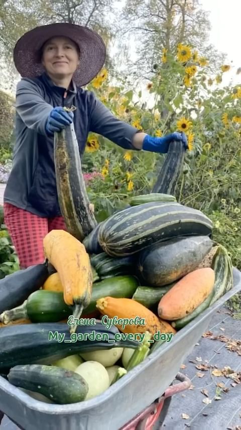 my_garden_every_day в LOOKY. . Все Лето растим, пот...