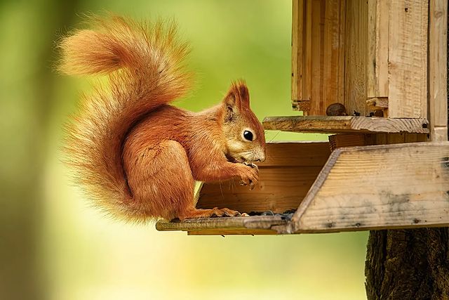 dmitriibilly в LOOKY. #redsquirrel,#squirrel,#autumnforest,#tamron_russia,#tamronlens,#tamron150600g2,#nikonz,#animalsphotography,#superphoto,#topphotographer. Beautiful red squirr...