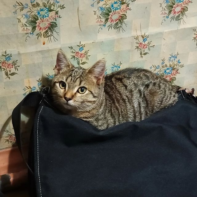 NOM в LOOKY. . Кажется, мне придётс...
