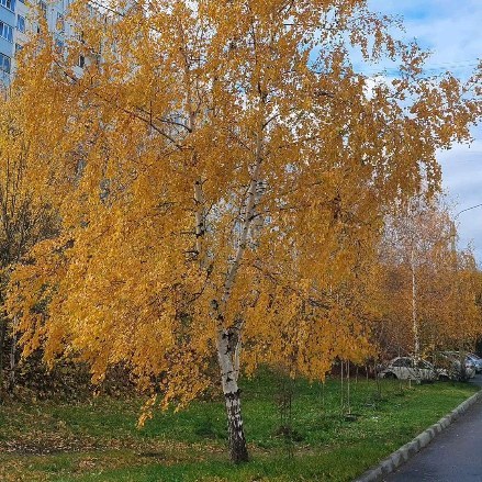 kirillovaolich в LOOKY. . null