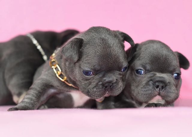 nastasya.lipbulldog в LOOKY. #loveabulli,#frenchuepuppy,#frenchuesofinstagram,#frenchielife,#ilovemyfrenchie,#frenchielove,#frenchbulldogsofinstagram,#instafrenchie,#bulldogfrances,#frenchieoftheday,#theworldofbullies,#dailyfrenchie,#frenchiepups,#frenchies1,#frenchie,#frenchiephotos,#frenchbulldogsrock,#frenchbully,#thefrenchiepost,#fab_frenchie,#ig_bullys. Свободны чудесные пл...