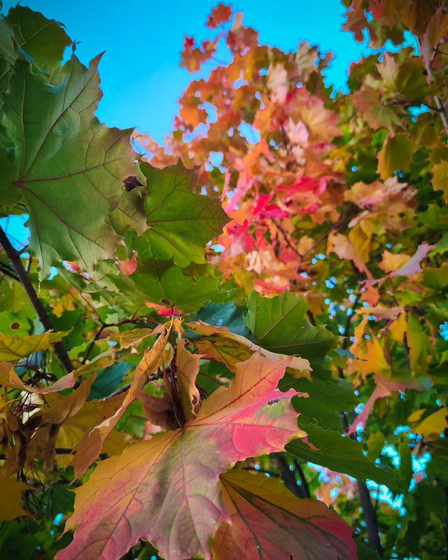 romanvinogradov2014 в LOOKY. . null