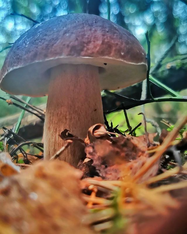 lesovik.by в LOOKY. #грибы,#природабеларуси,#природа,#грибыбеларуси,#боровики,#опята,#дарылеса,#тихаяохота,#грибнойсезон,#грибники,#mushrooms,#mushroom,#mushrooms🍄,#микология,#micologia,#bolete,#fungo,#funghilovers,#grzyby,#ecology#nature,#ecologia,#минск,#беларусь#minski_belarus,#belarusnature,#belarusnow,#метеогид_онт. Дома не сиделось, ре...