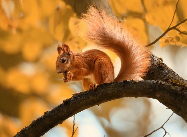 dmitriibilly в LOOKY. #redsquirrel,#squirrel,#autumnforest,#tamron_russia,#tamronlens,#tamron150600g2,#nikonz,#animalsphotography,#nikon,#naturephoto's,#autumnforest. Russian red squirrel...