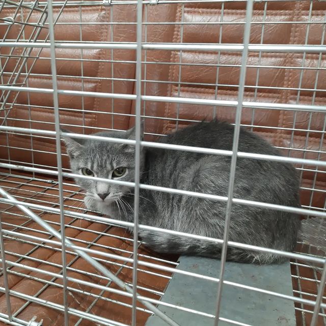 cat_musia_star_and_sima в LOOKY. #спаситекошку,#помогикотенку,#спаситежизнь,#сборсредствдлялечения,#котыикошки,#кошечкабуся,#котикитакиекотики,#маленькийкотенок,#помогинамисцелитькошку,#мыможемсделатьэто,#помощьживотным. КОТЁНКУ НУЖНА ПОМОЩЬ...