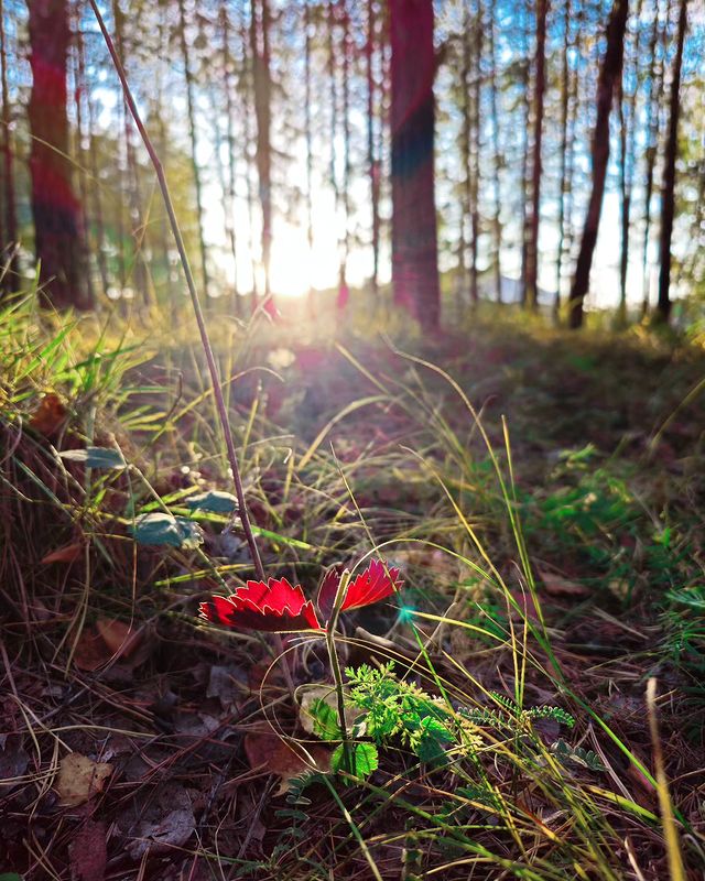 eipatov в LOOKY. . null