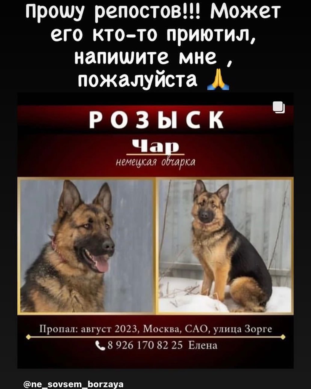 martyns_family в LOOKY — Розыск! Пропал Чар. Любую информацию -Лене. @elena_samusenko