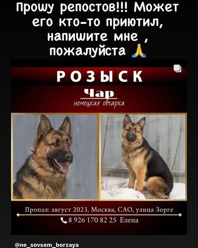 martyns_family в LOOKY. . Розыск! Пропал Чар. ...