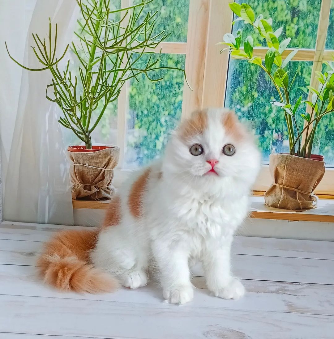 volgadawns_cattery в LOOKY — male SFL d0221

#volgadawns #fold #foryou #scottishfold #sco