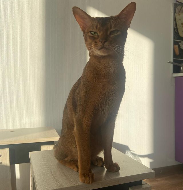 golden_panther_louis в LOOKY. #aby#абиссины,#абики,#абисинскаякошка,#котята,#лучшиекошки,#питомниккошек,#абиссинец,#коты,#котэ,#котики,#люблюнемогу,#котикиправятмиром,#abyssinian,#abyssiniancat,#abyssiniankitten,#kittensofinstagram,#catsofinstagram,#cats,#beauty,#top,#supercat,#bestcats,#wcf,#topcat. Этот взгляд 😄 #aby#...