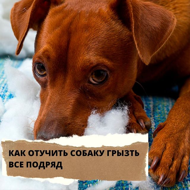 lucky_dog_kapunoff в LOOKY. #luckydog#kapunoff#лакомствадлясобак#сушеныелакомства#вяленыелакомства. КАК ОТУЧИТЬ СОБАКУ Г...