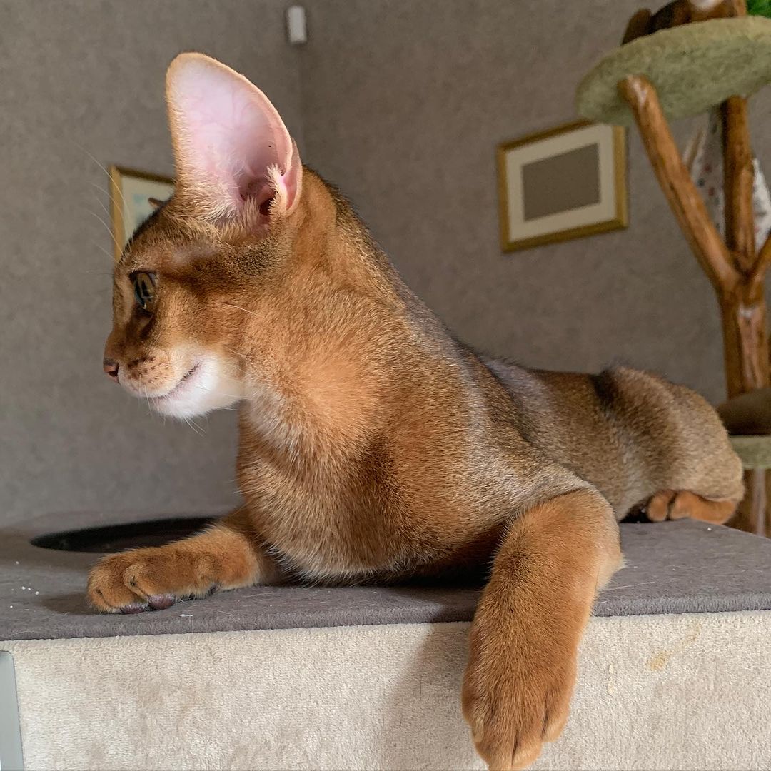 leo_minor_aby_cattery_cfa в LOOKY — фото 2