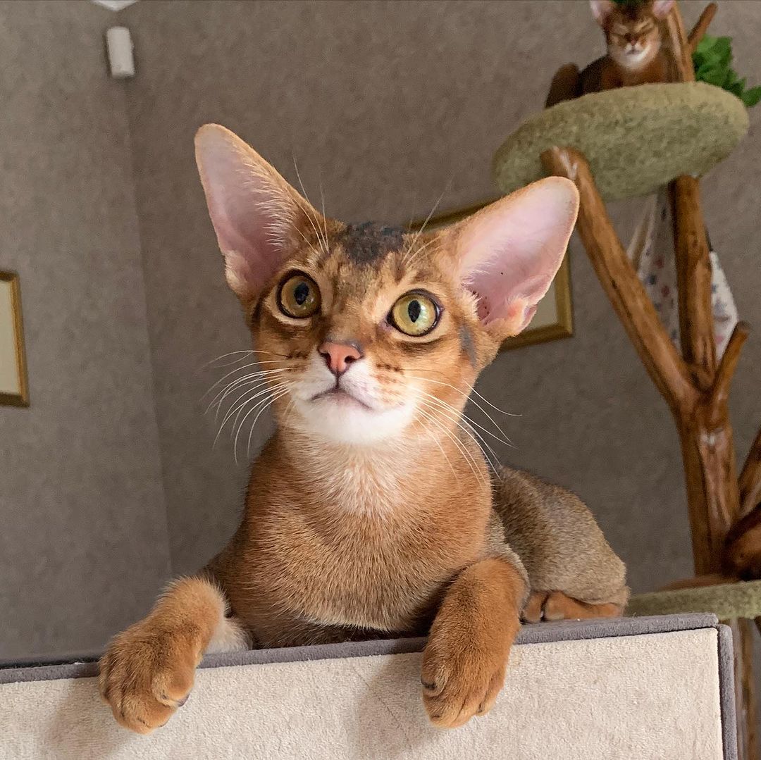 leo_minor_aby_cattery_cfa в LOOKY — фото 3