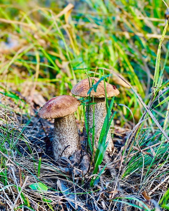 mikedenisow в LOOKY. . Краски осени