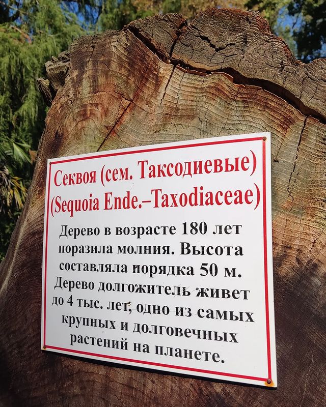 razumwood в LOOKY. #столярнаямастерская,#спил,#спилы,#секвойя,#sequoia,#профдеформация,#сухум. Профессиональная деф...