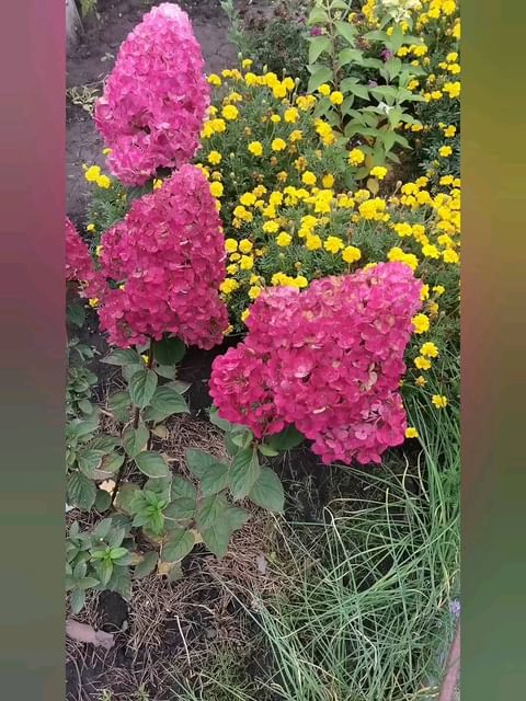 olga_lind_93 в LOOKY. . Гортензии....