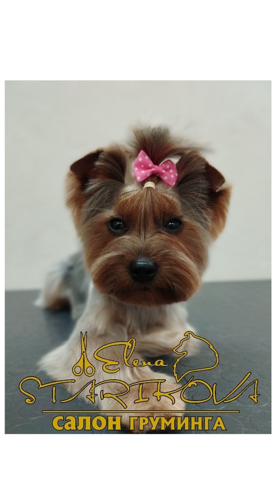 groomer_ufa_ в LOOKY. #грумерстарикова,#еленастарикова,#грумерелена,#грумеруфа,#грумералексеевка,#грумернагаево,#уфа,#йорк,#грумингйорка,#groomerelena,#groomerufa,#elenastarikova,#yorkies,#groomerelenastarikova,#groomingyorkies. Люблю свою работу за...