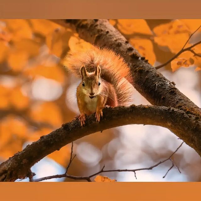 dmitriibilly в LOOKY. #redsquirrel,#squirrel,#autumnforest,#tamron_russia,#tamronlens,#tamron150600g2,#nikonz,#animalsphotography,#nikon,#naturephoto's,#autumnforest. red squirrel  #redsq...