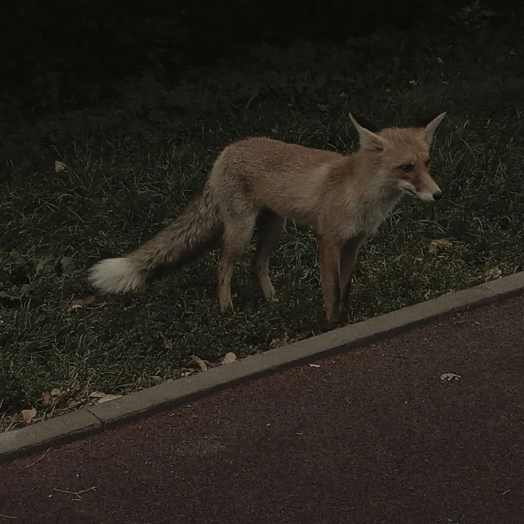 Veta в LOOKY — Little fox in the park

#autumn #aesthetic