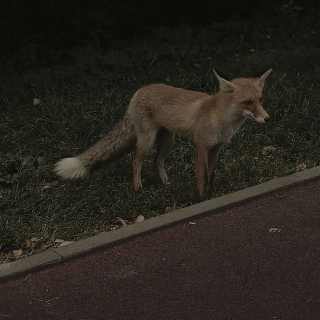 Veta в LOOKY. #autumn,#aesthetic. Little fox in the pa...