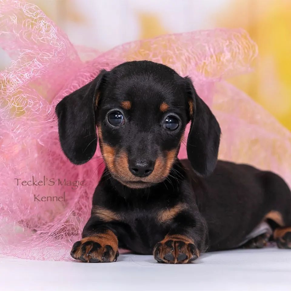 the_dachshund_empire в LOOKY — фото 4