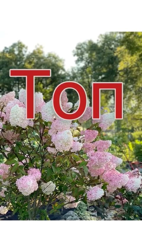 my_garden_every_day в LOOKY. #гортензия,#гортензии,#гортензияметельчатая,#гортензиивсаду,#гортензиявсаду,#сад,#садогород,#садогороддача,#сортагортензий,#сортагортензии,#саженцынапродажу,#саженцы,#саженцыпочтой,#саженцыгортензии,#саженцыгортензий,#мойсад. 10 самых Красных Мет...