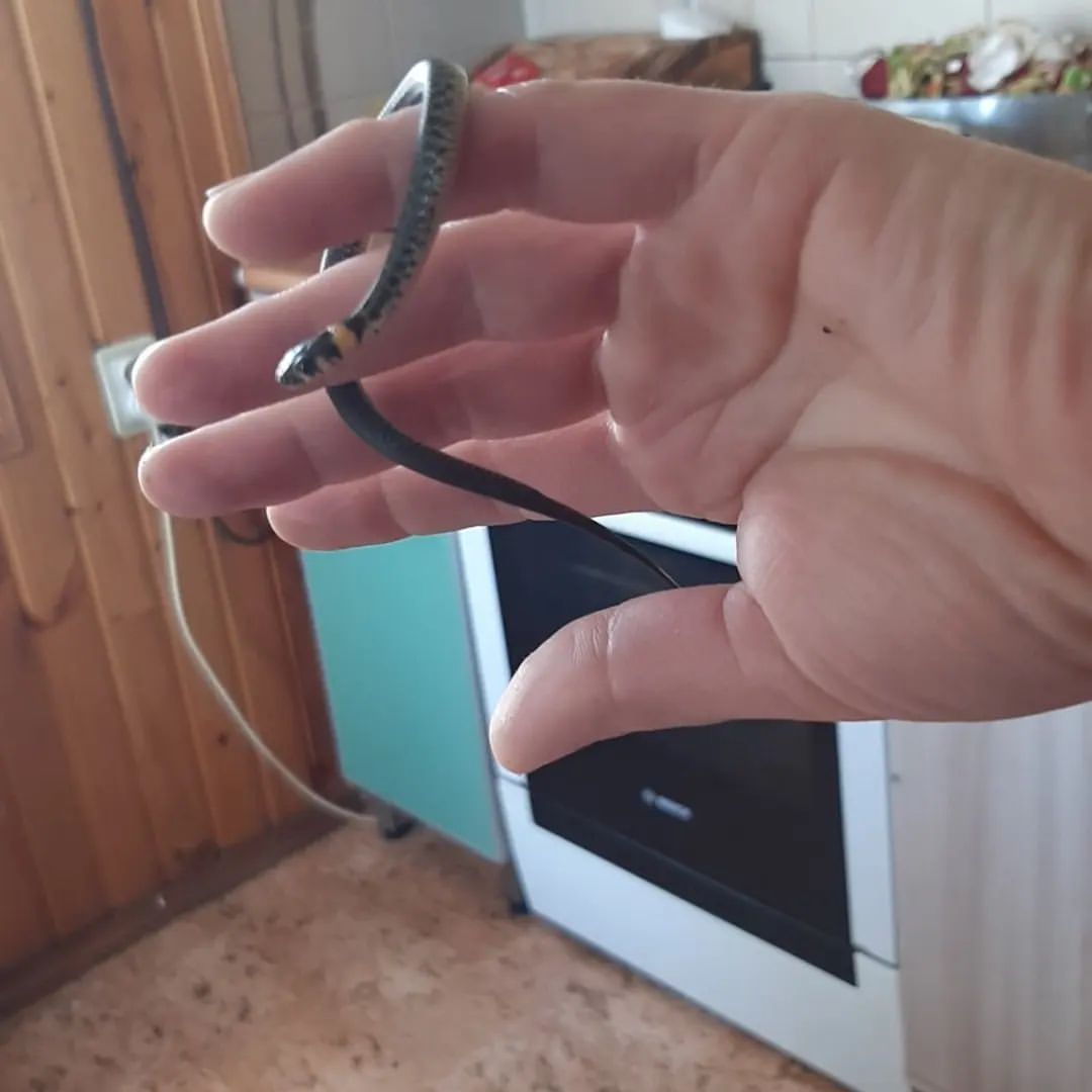 evgeniavrn23