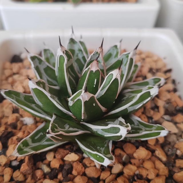 pautinka_club в LOOKY. #agave,#succulent,#flowers,#succulove. #agave #succulent #f...